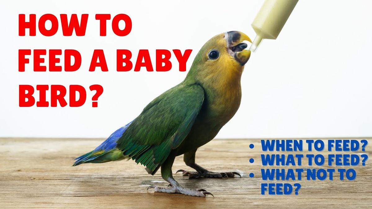 'Video thumbnail for How to Feed a Baby Bird - When to Feed a Baby Bird'