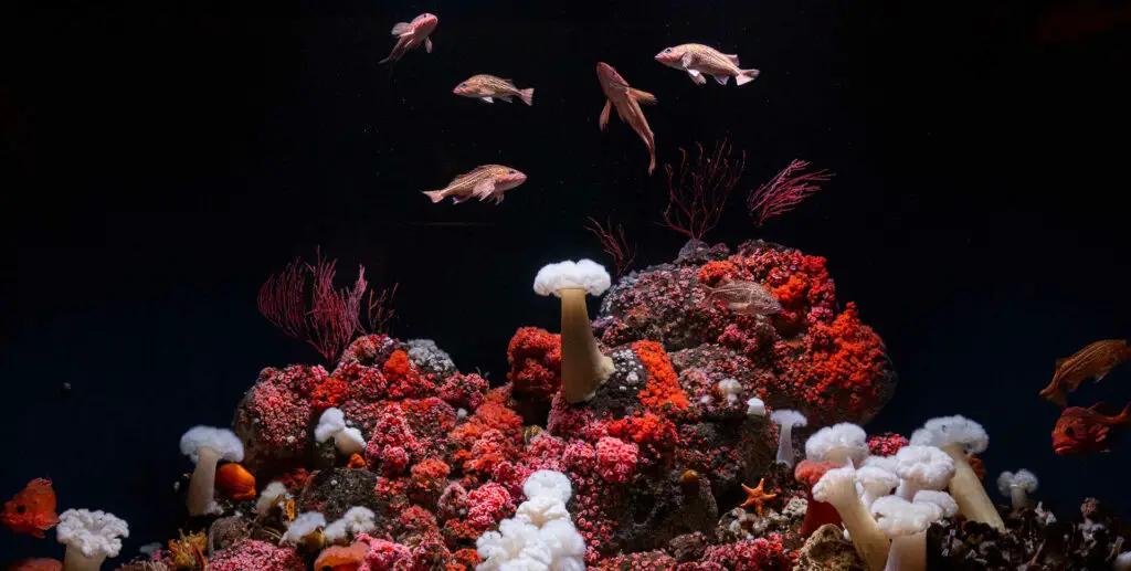 steinhart aquarium